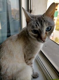 Close-up portrait of a cat