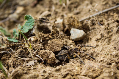 Close-up of field