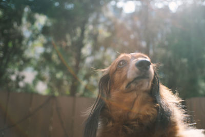 Dog looking away