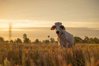 Cow standing on land during sunset