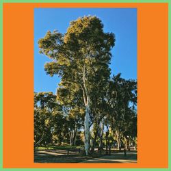 Close-up of tree against clear sky