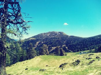 View of trees on mountain landscape