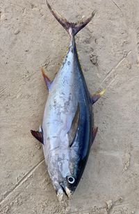 High angle view of tuna fish on land