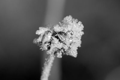 Close-up of snow on plant