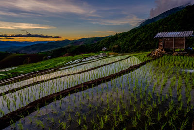 Scenic view of agricultural field against sky during sunset