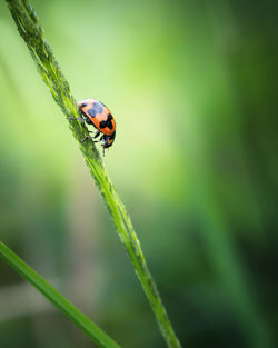 Close-up of ladybug on leaf