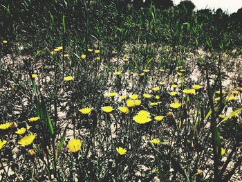 Close-up of yellow flowers on field