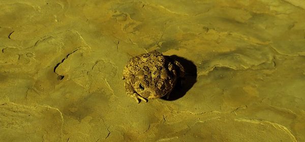 High angle view of crab on beach