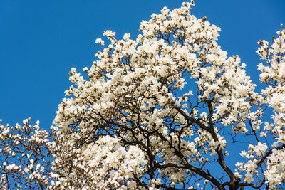 Low angle view of cherry blossom tree