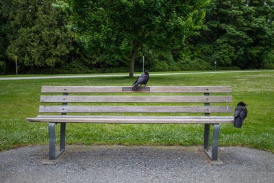 Crows perching on park bench