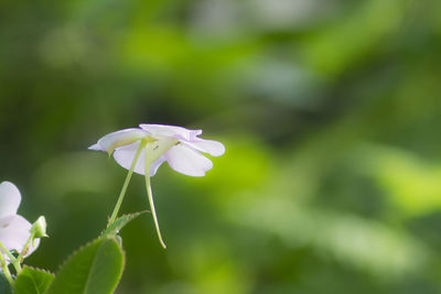 Close-up of flower blooming outdoors