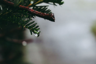 Close-up of raindrops on pine tree