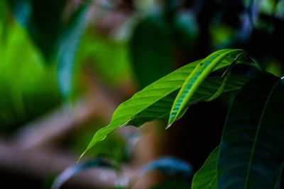 Close-up of green leaves on plant