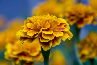 Close-up of yellow flowers blooming outdoors