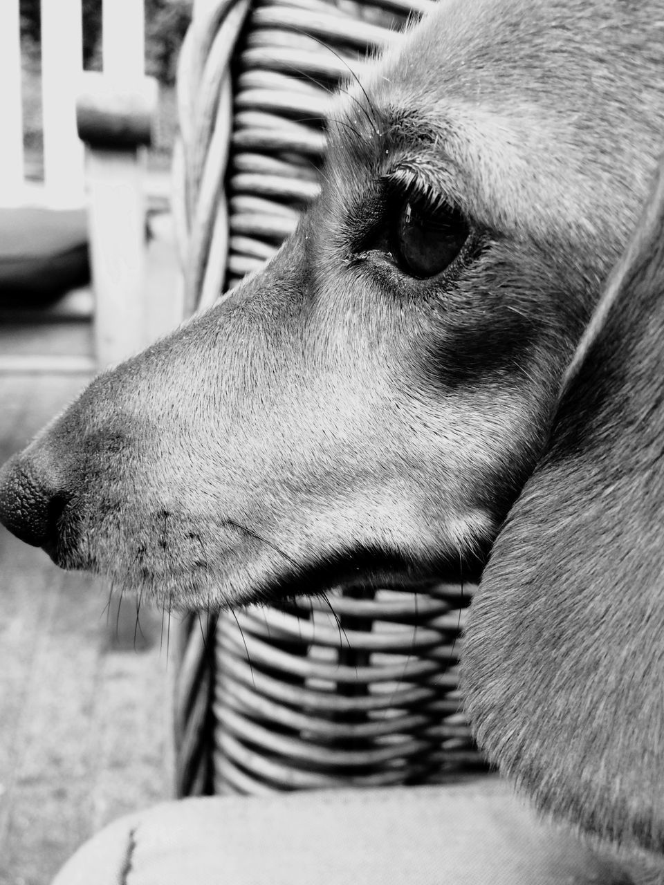 focus on foreground, close-up, part of, headshot, animal head, day, outdoors, selective focus, sunlight, cropped, looking away, human face, front view, one animal, animal body part, side view, person