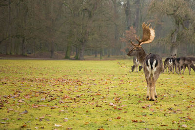 Horses in forest during autumn