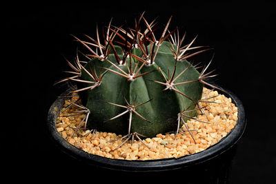 Close-up of cactus plant in pot