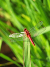 Close-up of dragonfly on plant