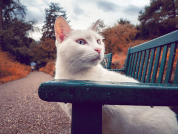 Portrait of cat sitting against sky