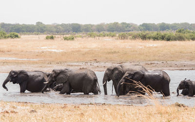 Elephant in water on landscape