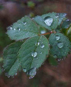 Close-up of water drops on leaf