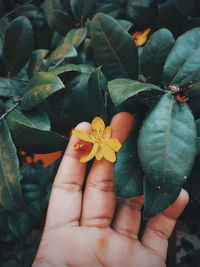 Close-up of hand holding yellow flower