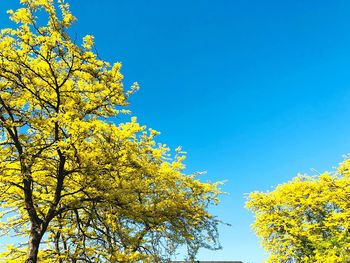 Low angle view of yellow tree against blue sky