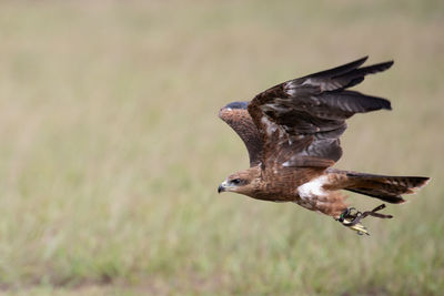 Bird flying in a field