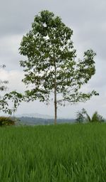 Tree on field against sky