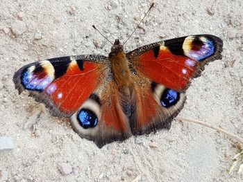 High angle view of butterfly