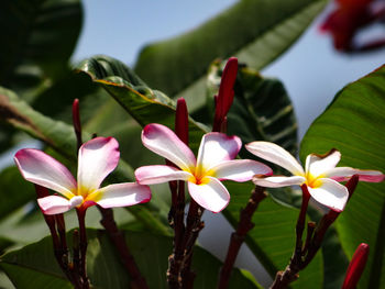 Close-up of purple and white flowers