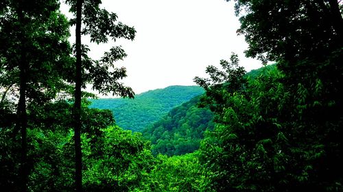 Scenic view of river in forest against clear sky