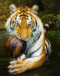 Close-up portrait of a cat in zoo