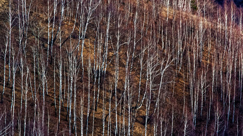 Full frame shot of tree trunk