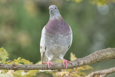 Pigeon resting at park