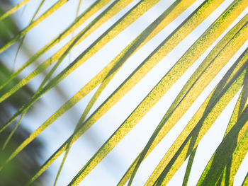 Sun shines through palm tree leaves. tropical tree with fresh green foliage.