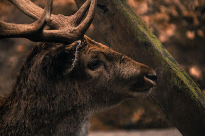 Close-up of deer on tree trunk