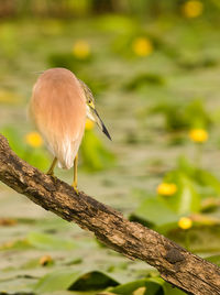 Close-up of bird perching on branch