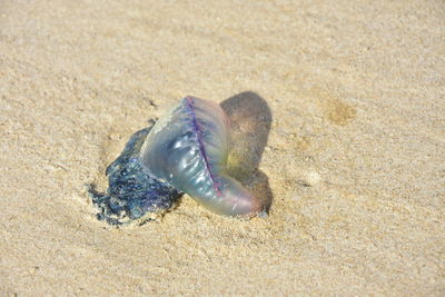 Close-up of shell on beach