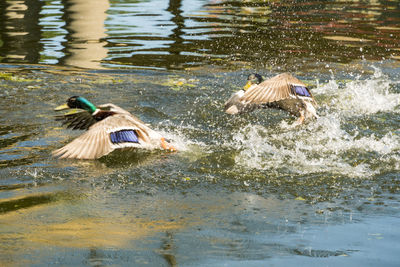 Ducks in a lake