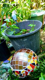 Close-up of potted plant