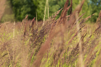 Close-up of stalks in field