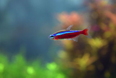 Close-up of fish swimming