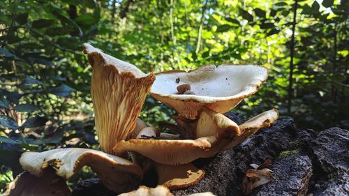 Close-up of mushroom growing in forest