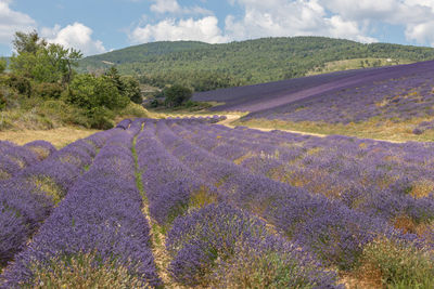 Scenic view of grassy field against cloudy sky