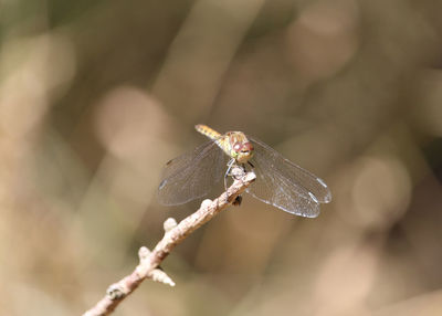 Close-up of dragonfly on plant