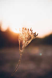Close-up of plant against sky during sunset