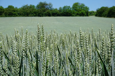 Close-up of crops growing on field against sky