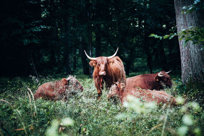 View of cows on field