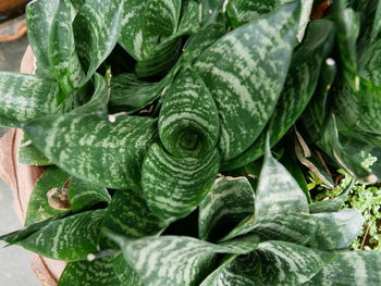 Close-up of wet leaves